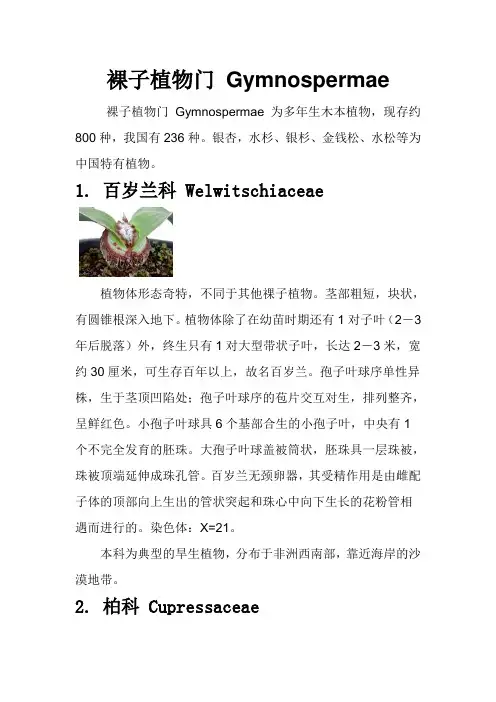 裸子植物门植物(附图片)