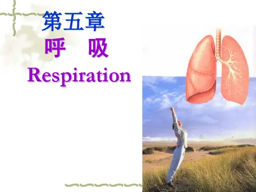 生理学第五章 呼吸 PPT课件