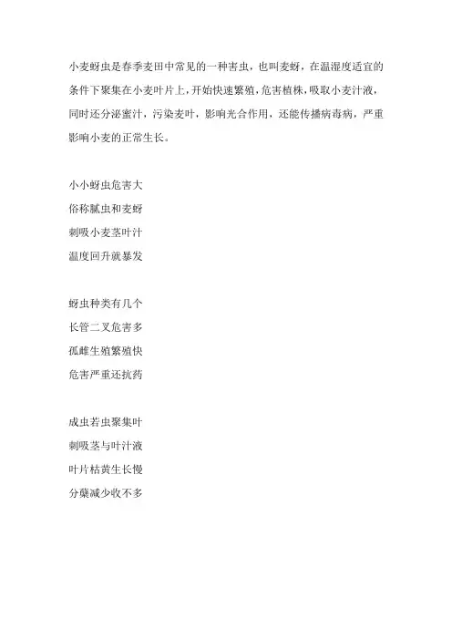小麦蚜虫越来越难治？怎样才能正确防治呢？