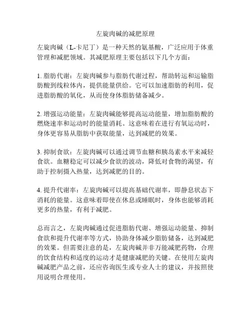 左旋肉碱的减肥原理