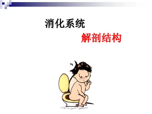 人体解剖生理学-消化系统(解剖)