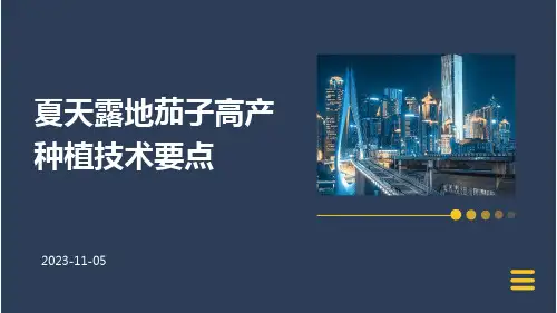 夏天露地茄子高产种植技术要点