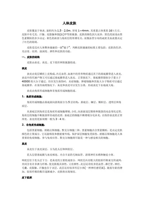 人体皮肤