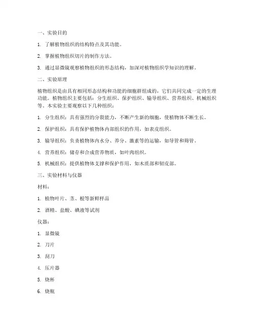 植物组织观察实验报告