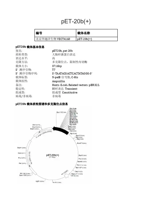 pET-20b(+)载体说明
