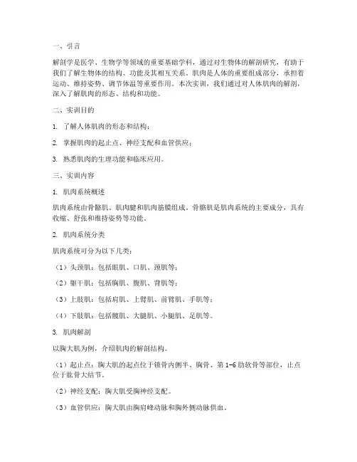 解剖实训肌肉报告