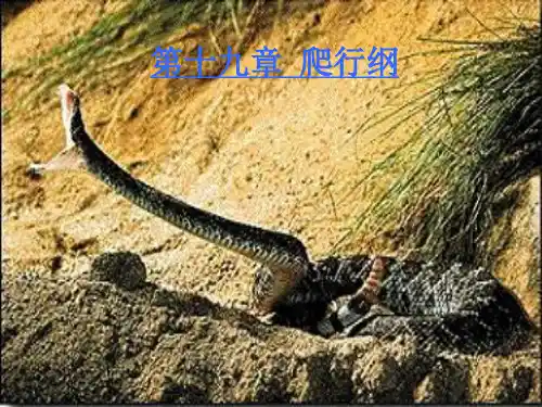 第19章 爬行纲