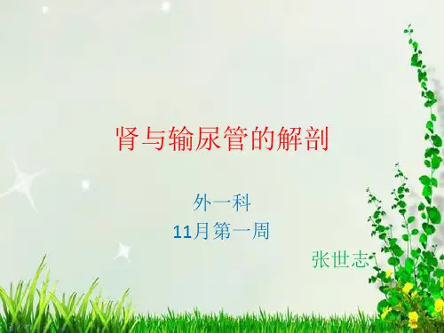 肾的解剖