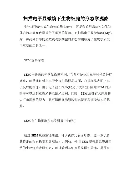 扫描电子显微镜下生物细胞的形态学观察