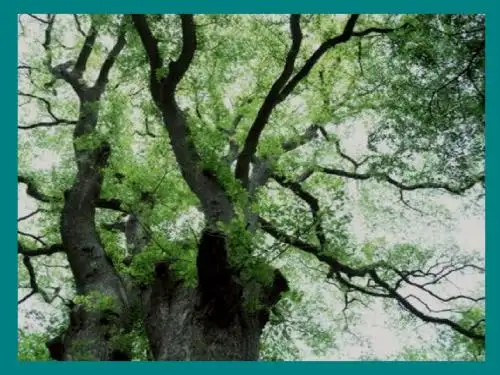 《那树》PPT课件6