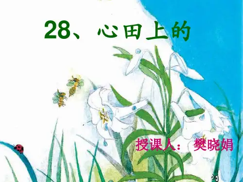 28、心田上的百合花PPT课件