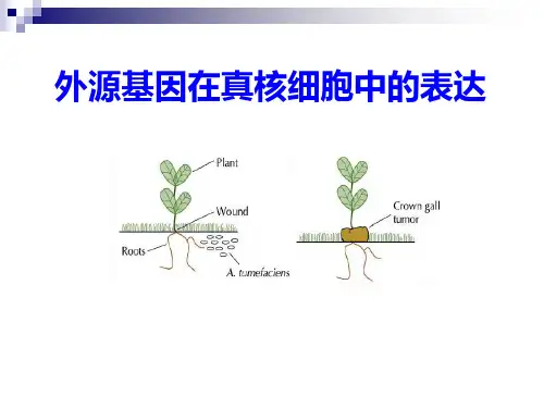 外源基因在真核细胞中的表达