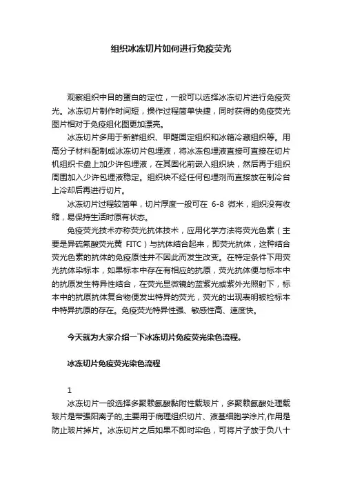 组织冰冻切片如何进行免疫荧光