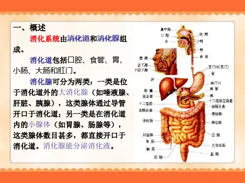 学前卫生学-消化系统_PPT幻灯片