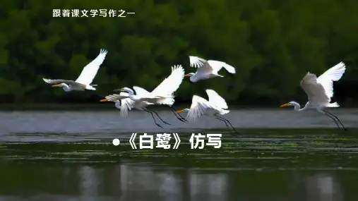 1《白鹭》仿写 课件(共29张PPT)