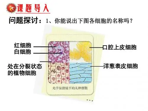 高倍显微镜的使用ppt