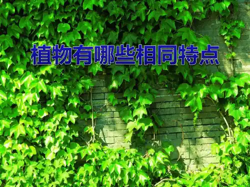 教科版【小学教育】科学三年级上册第一单元《植物有哪些相同特点》课件