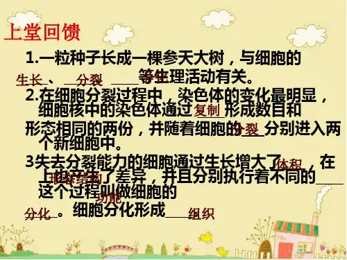 苏科版七年级下第1节《植物体的组成》ppt课件2