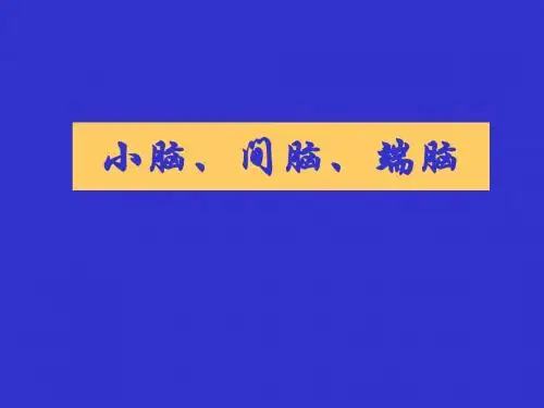 小脑间脑端脑