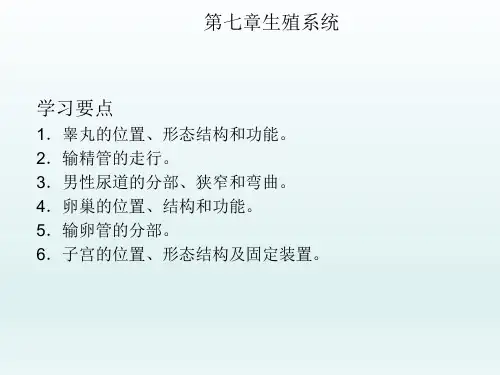 解剖学基础(科学版)《男性生殖系统组成》课件