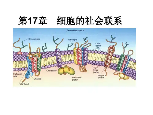 细胞生物学：第17章 细胞的社会联系