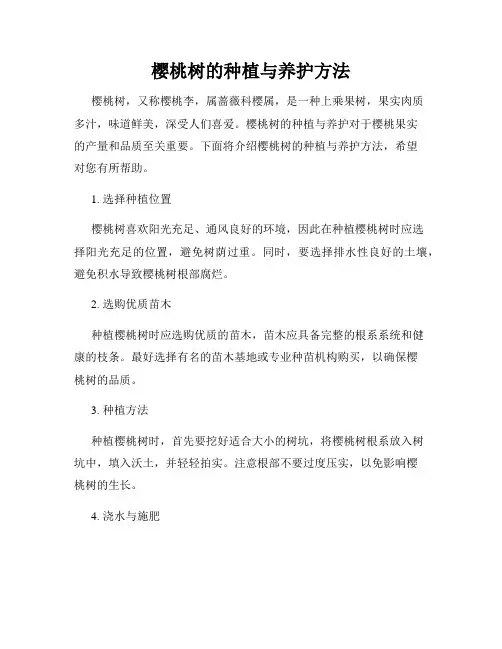 樱桃树的种植与养护方法