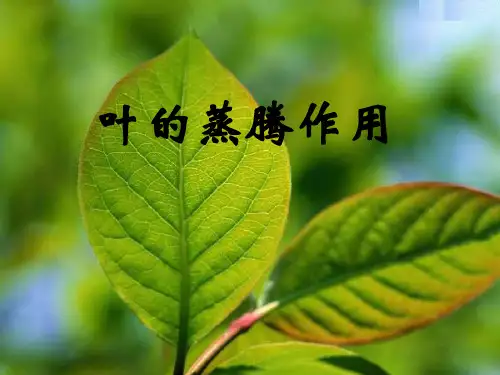 植物的蒸腾作用[下学期]PPT课件(初中科学)