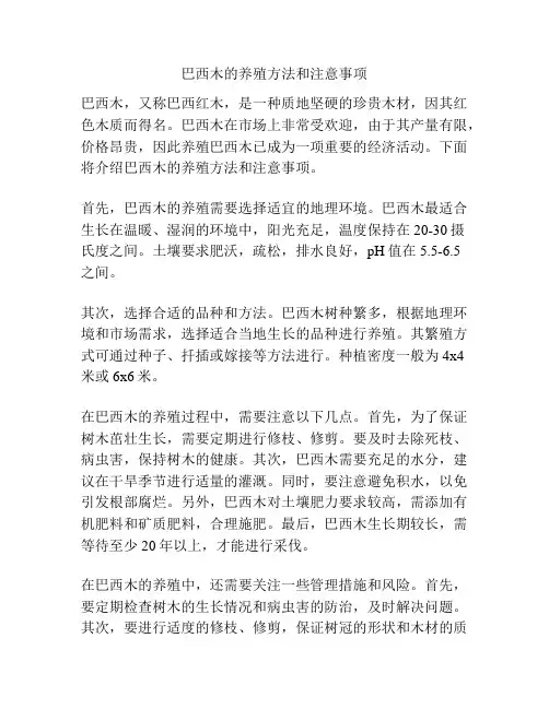 巴西木的养殖方法和注意事项