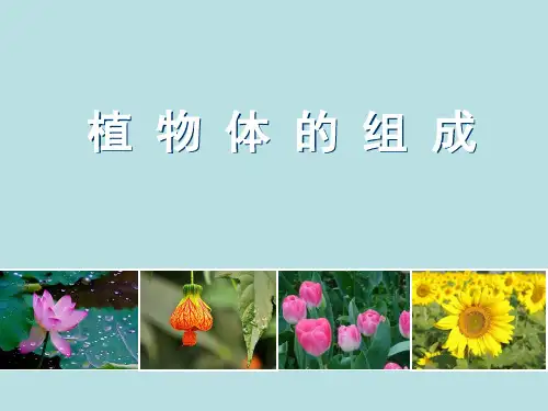 苏科版七年级下册生物 4.9.1 植物体的组成 课件   (共24张PPT)