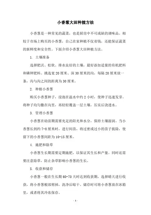 小香葱大田种植方法