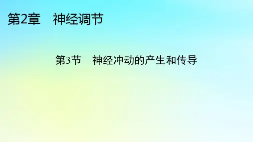 新教材2024版高中生物第2章神经调节第3节神经冲动的产生和传导课件新人教版选择性必修1