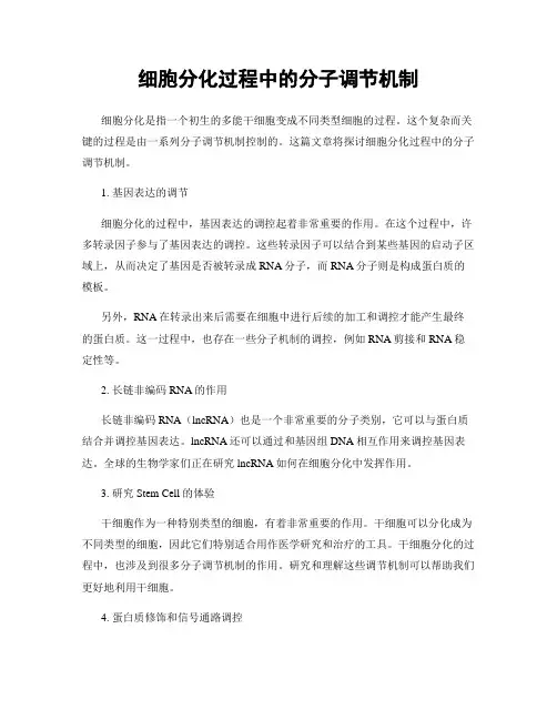 细胞分化过程中的分子调节机制