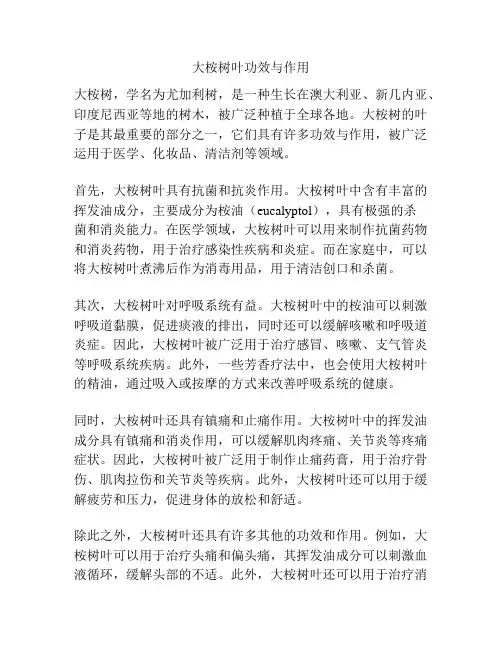 大桉树叶功效与作用