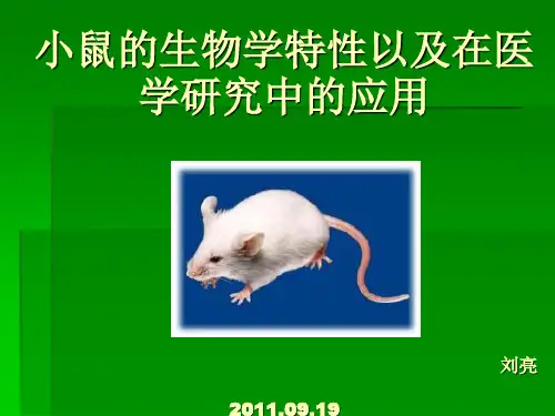小鼠