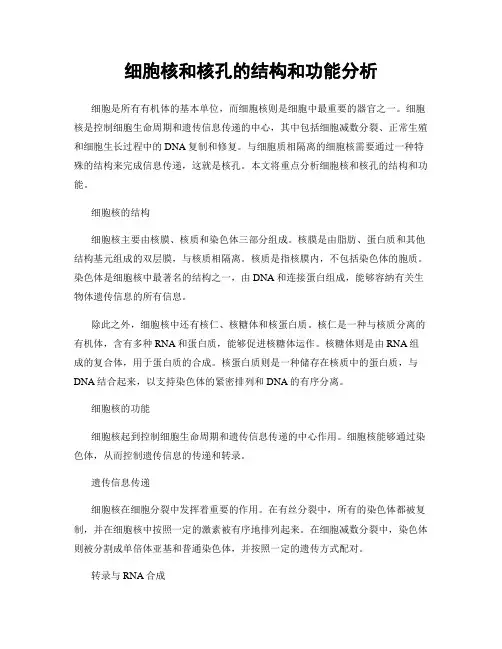 细胞核和核孔的结构和功能分析