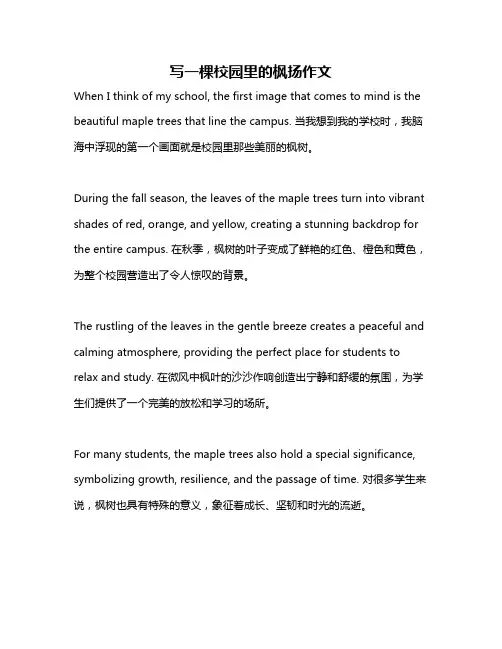 写一棵校园里的枫扬作文