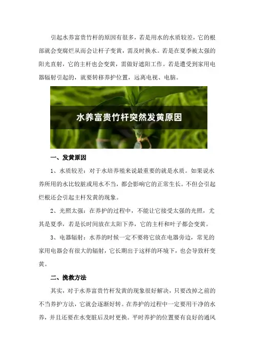 水养富贵竹杆突然发黄,不要慌,1招就变绿