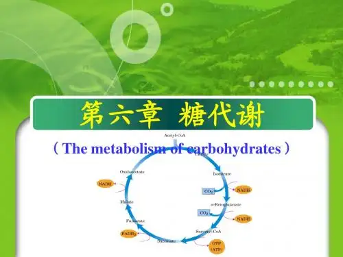 第六章糖代谢