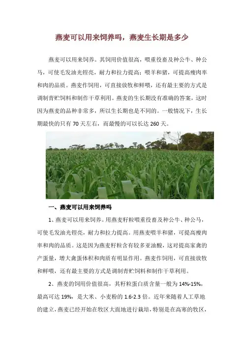 燕麦可以用来饲养吗,燕麦生长期是多少
