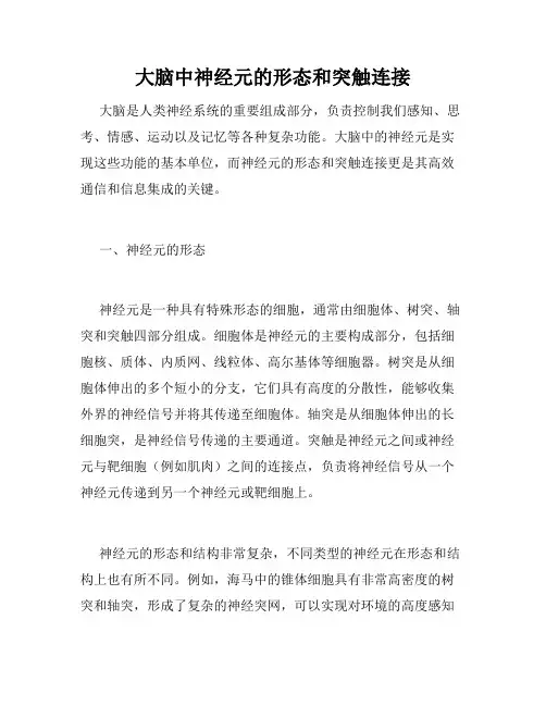 大脑中神经元的形态和突触连接