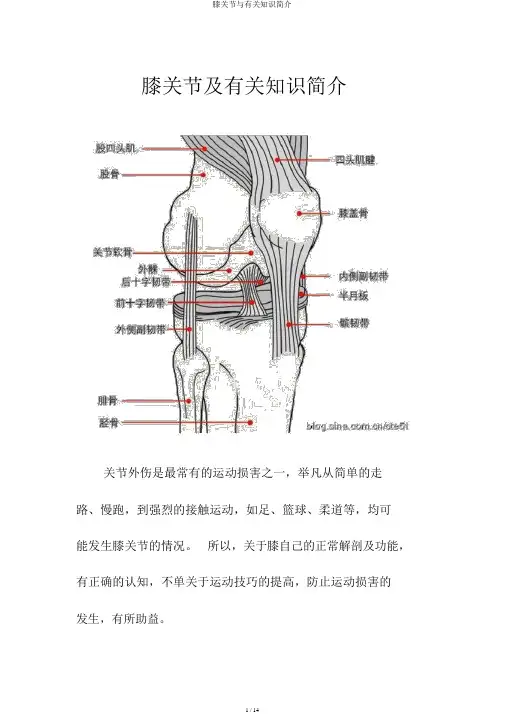 膝关节与相关知识简介