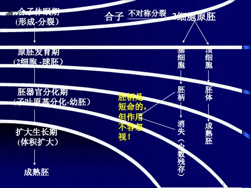 种子的形成发育和成熟PPT.