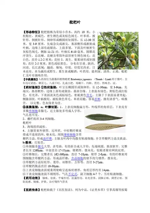 枇杷叶