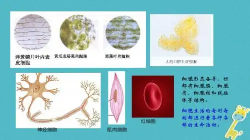 七年级生物上册第二单元第一章第四节细胞的生活课件新版新人教版(2)-PPT精选文档
