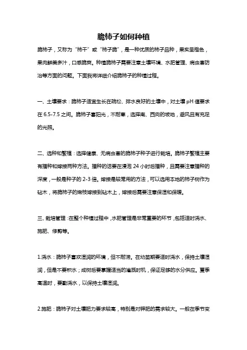 脆柿子如何种植