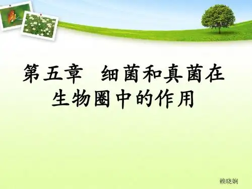 细菌和真菌在自然界中的作用