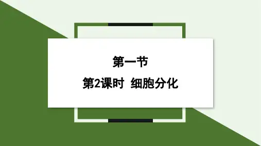 2.1 第2课时  细胞分化 课件(共21张PPT) (2024)生物苏教版七年级上册