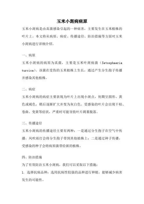 玉米小斑病病原