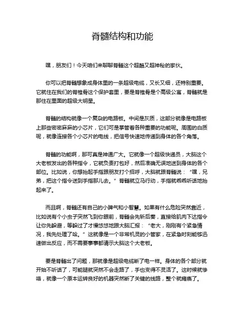 脊髓结构和功能