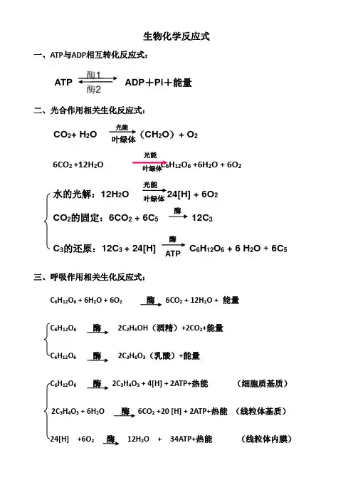 高中生物相关的生物化学反应式